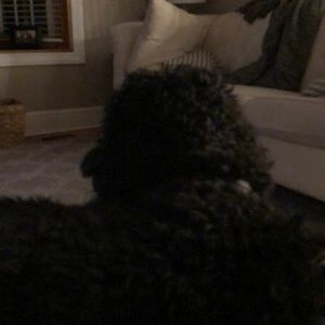 Meet your Posher, Brian